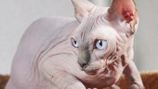 Most Popular Hairless and Unique Cat Breeds