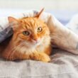 What Is the Right Time to Adopt a Pet
