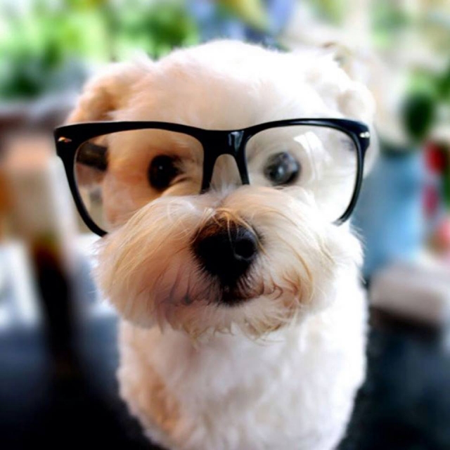 Animals Wearing Glasses