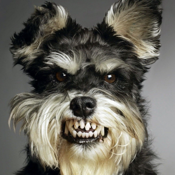Cute and Funny Angry Pets Pictures/Funny Angry Dog Pictures