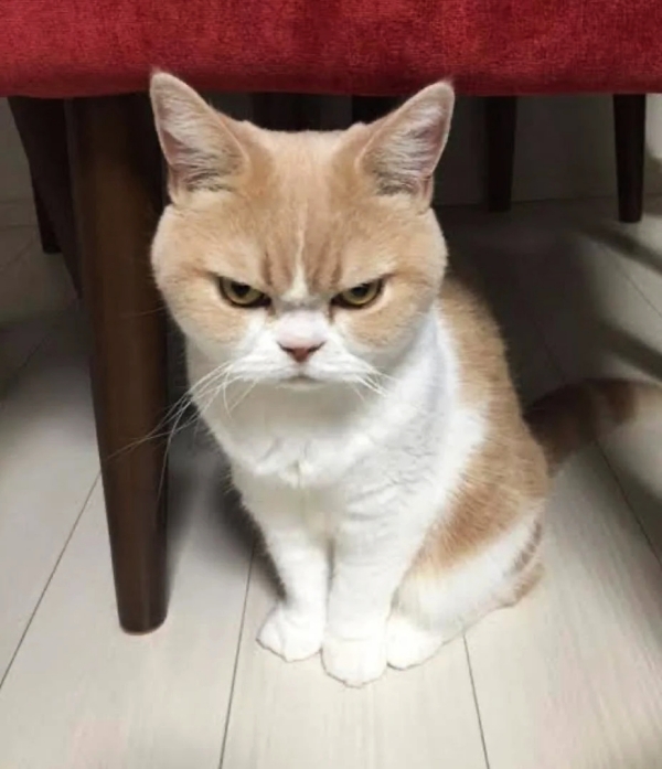 Cute and Funny Angry Pets Pictures/Cute Angry Cat Pictures