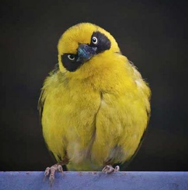 Cute and Funny Angry Pets Pictures/Funny Angry Parrot Pictures