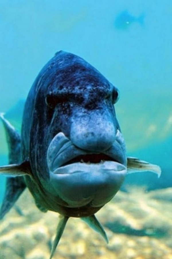 Cute and Funny Angry Pets Pictures/Cute Angry Fish Pictures