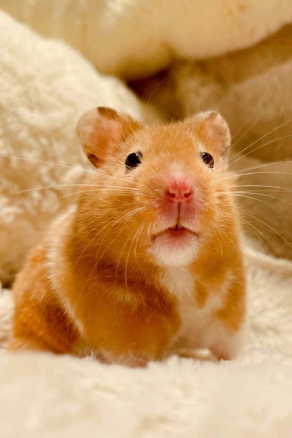Cute and Funny Angry Pets Pictures/Cute Angry Hamsters Pictures