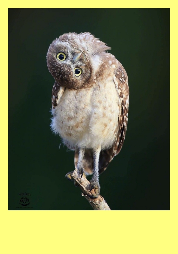 40-amazing-facts-about-owls