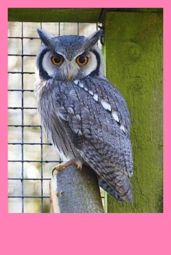 40-amazing-facts-about-owls